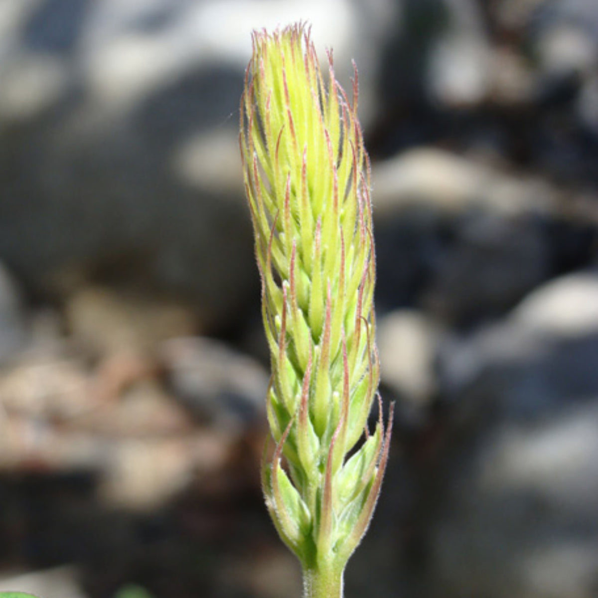 Lupinus Latifolius (Broadleaf Lupine) Seeds