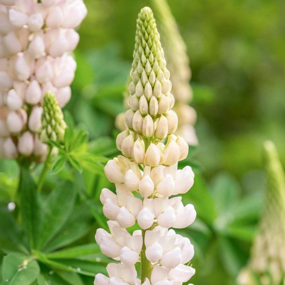 Noble Maiden Lupine Seeds