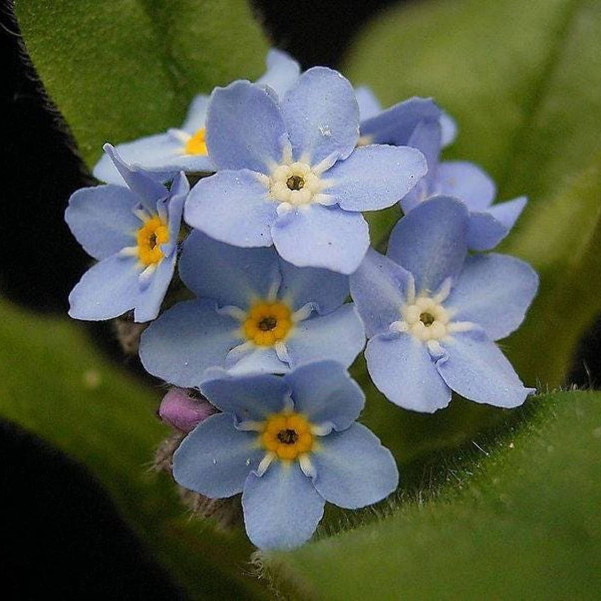 Myosotis (Forget-Me-Not) Seeds - Bee Friendly, Attracts Butterflies