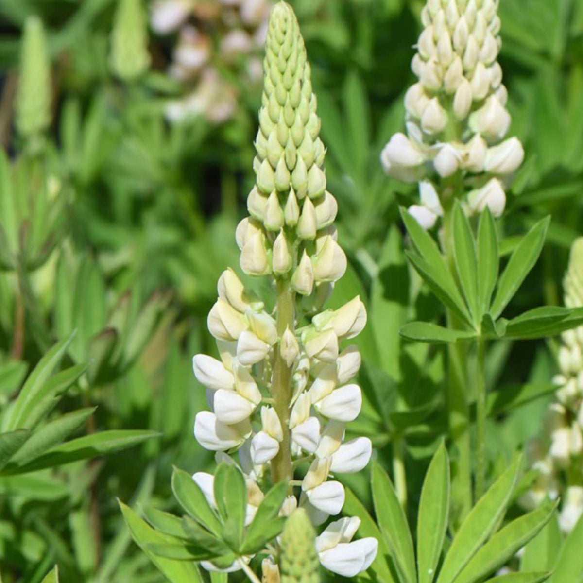 Gallery White Lupinus (Lupine) Seeds, Bluebonnet