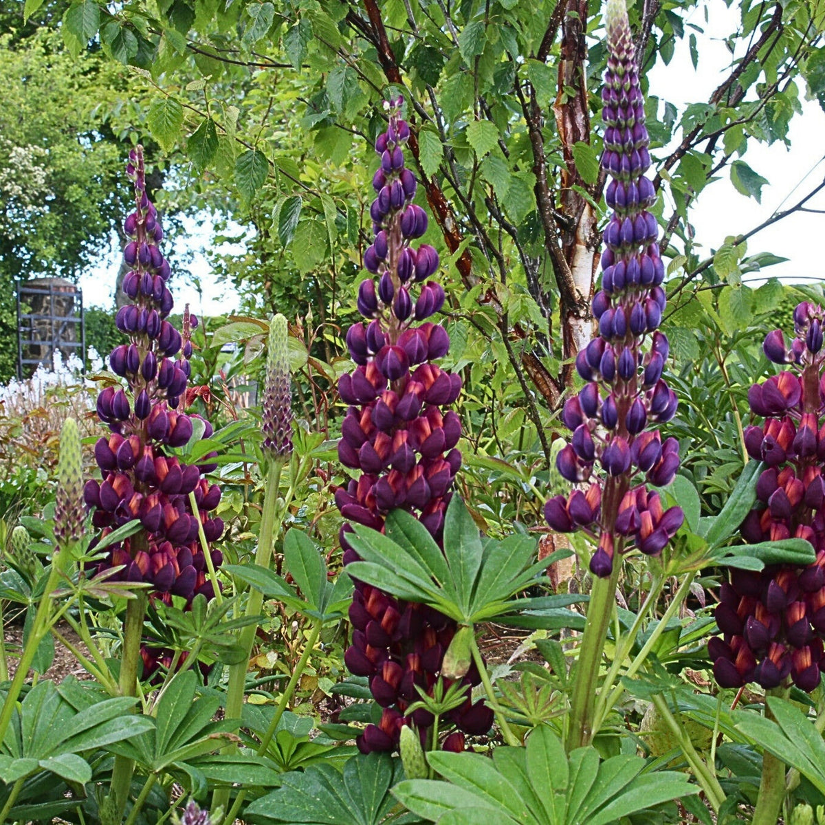 Gallery White Lupine (Lupinus ‘Gallery White’) Seeds - Lupine Seeds
