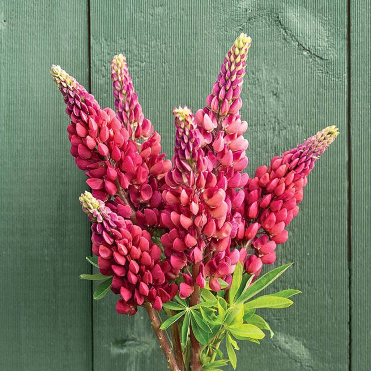 My Castle Lupine Seeds