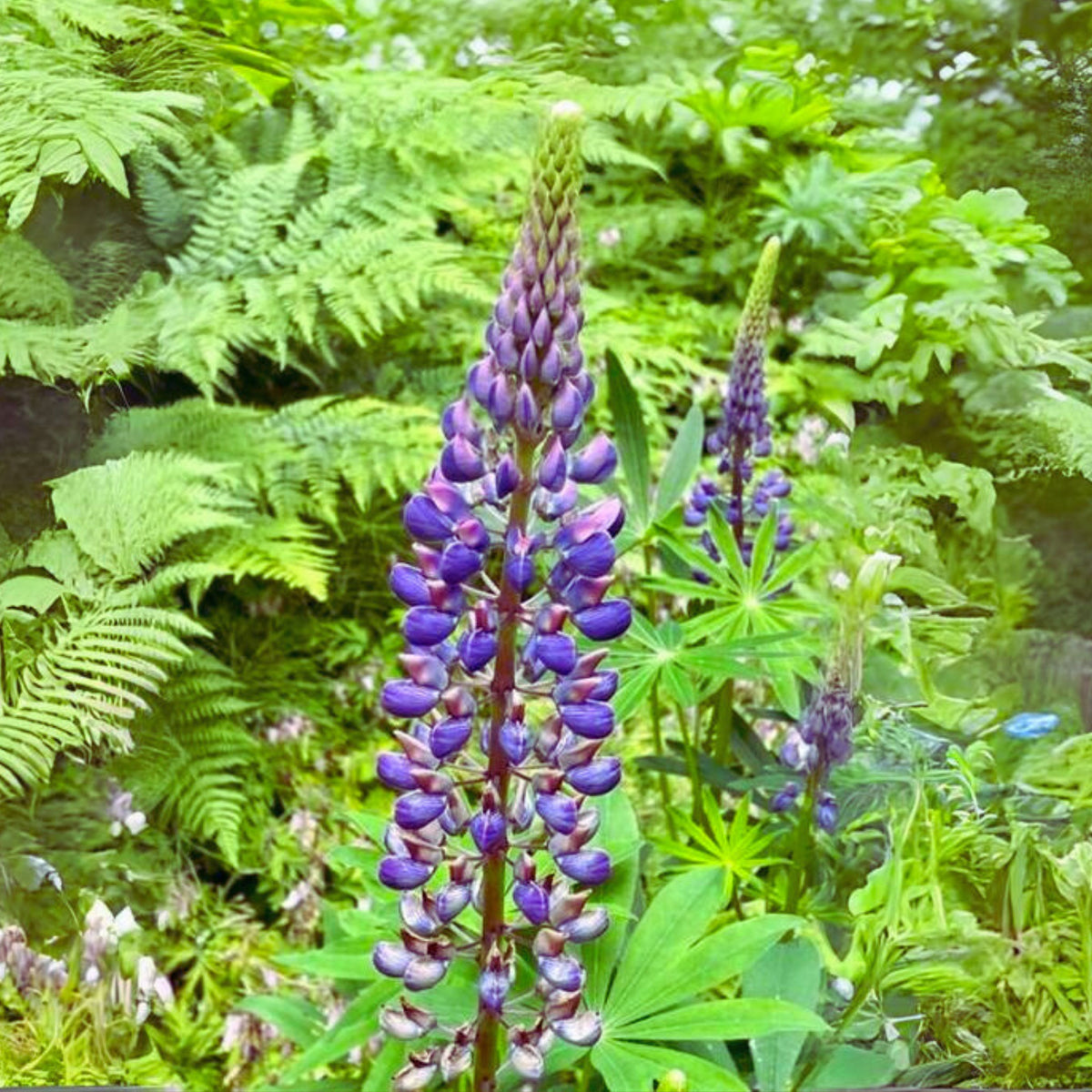 Lupinus Polyphyllus (Bigleaf Lupine) Seeds