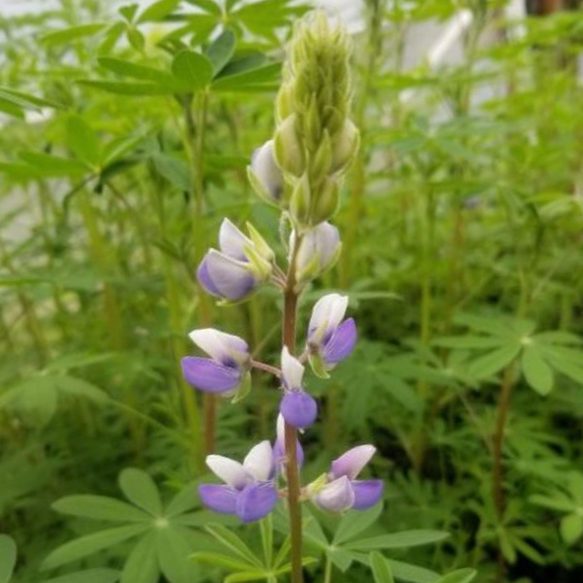 Lupinus Perennis (Wild Lupine) Seeds, Bluebonnet