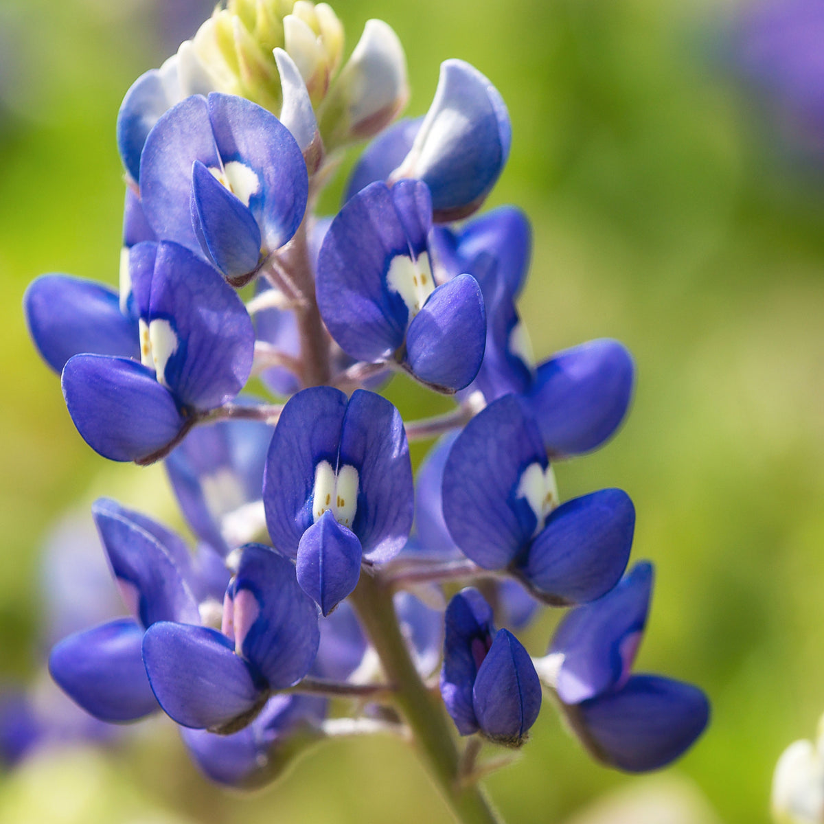 Lupinus Texensis (Texas Bluebonnet) Seeds - Lupine Seeds