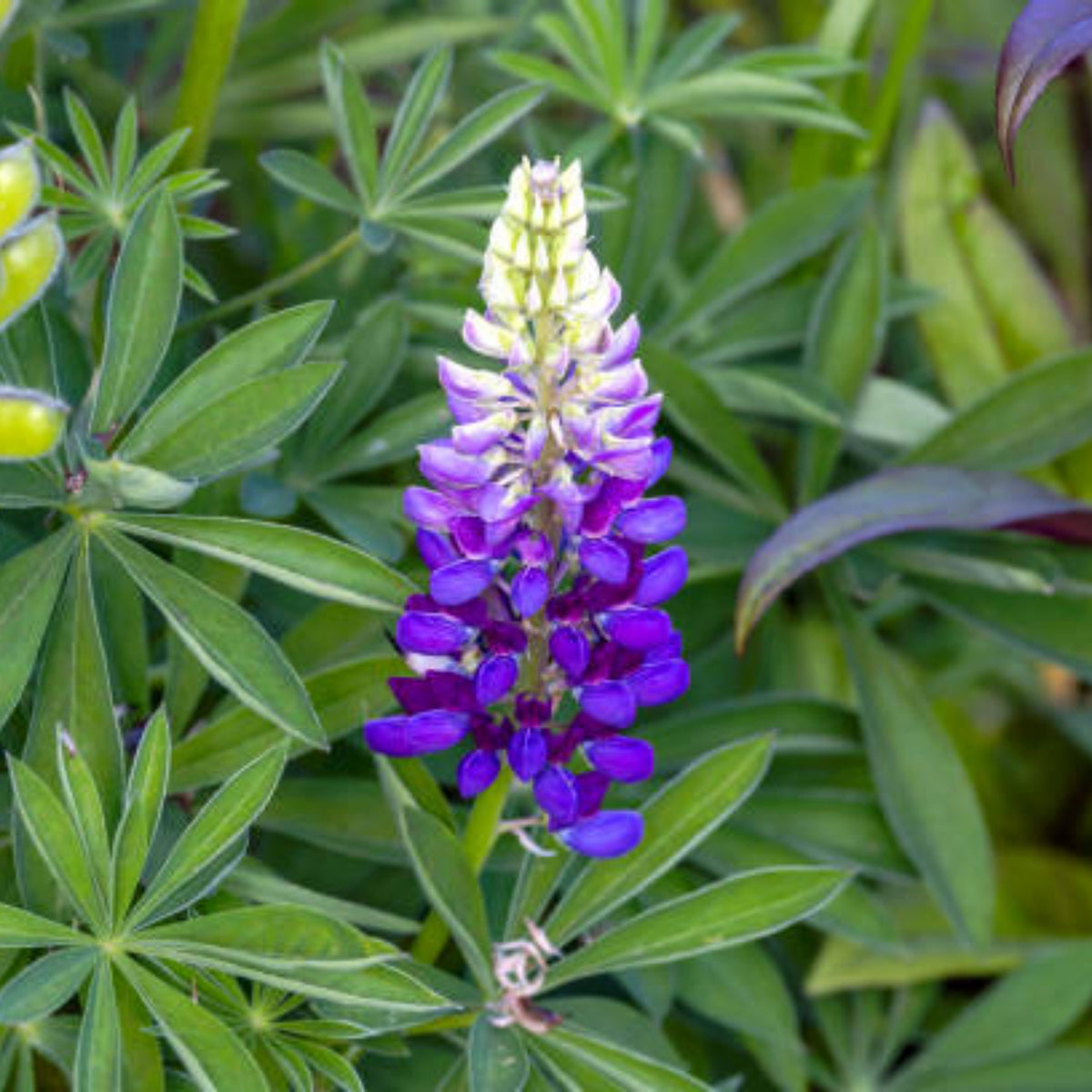 Lupinus Rivularis (Riverbank Lupine) Seeds, Bluebonnet