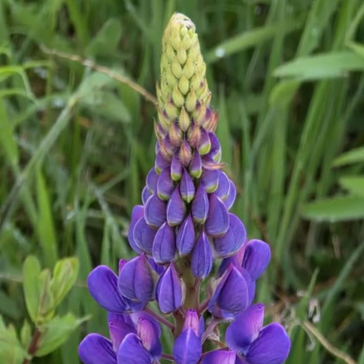 Masterpiece Lupine (Lupinus ‘Masterpiece’) Seeds - Lupine Seeds