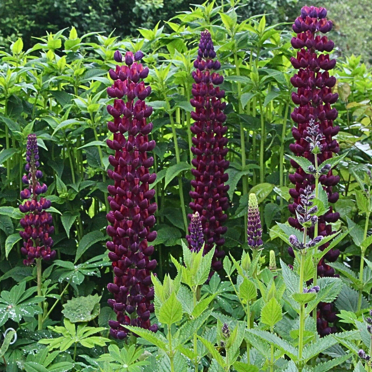 Gallery White Lupine (Lupinus ‘Gallery White’) Seeds - Lupine Seeds