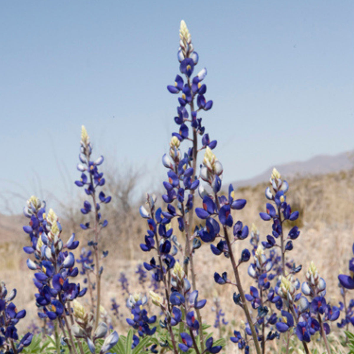 Lupinus Havardii (Big Bend Bluebonnet) Seeds - Lupine Seeds