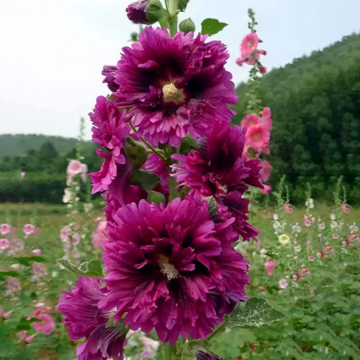 Queeny Purple Hollyhock Seeds - Alcea Rosea Seeds, 20 seeds