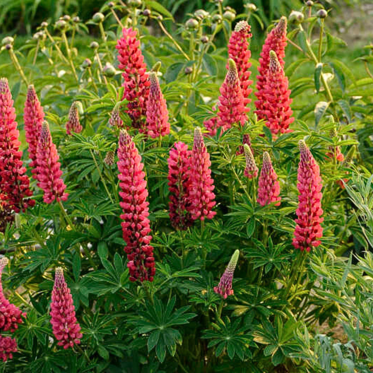 My Castle Lupine Seeds