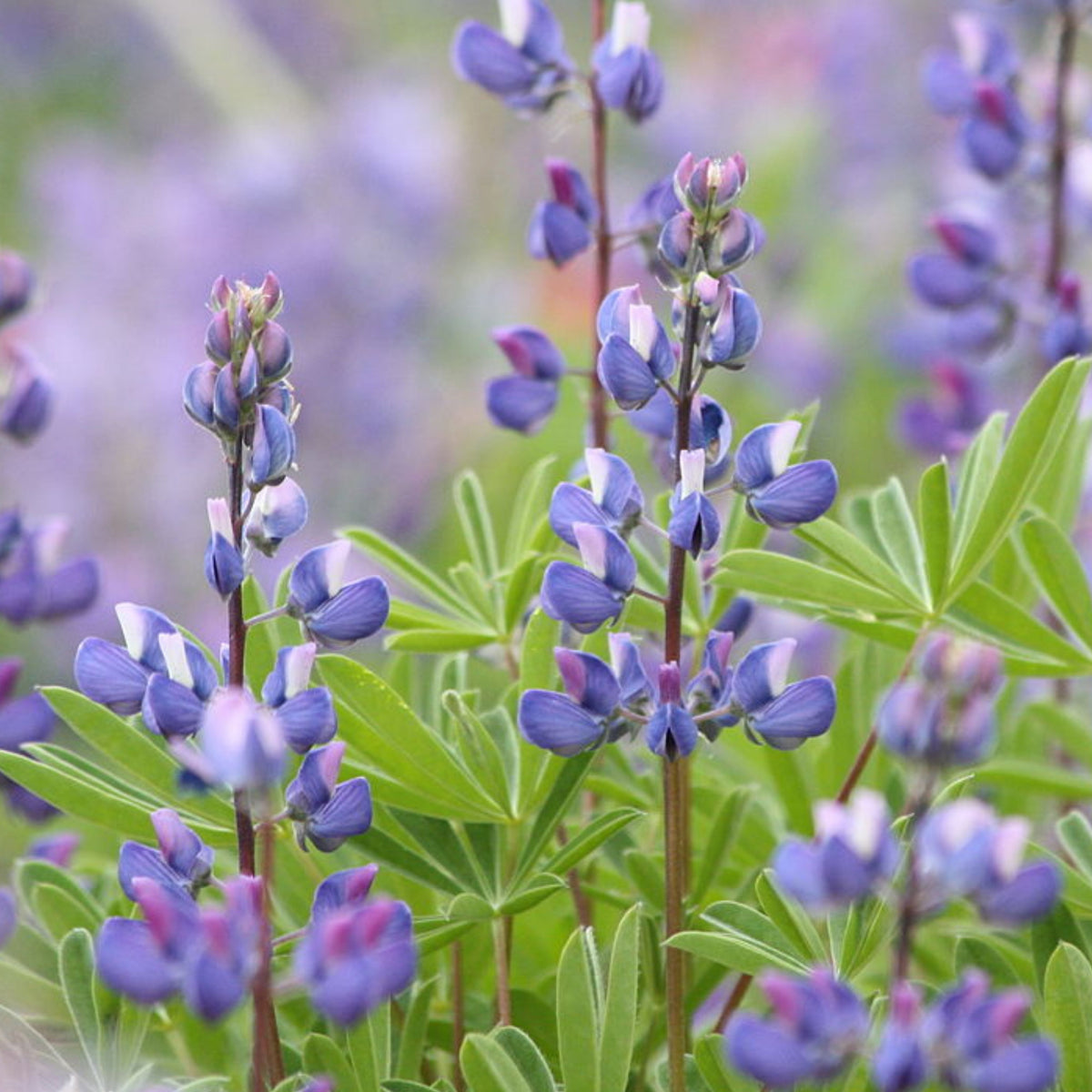 Lupinus Latifolius (Broadleaf Lupine) Seeds