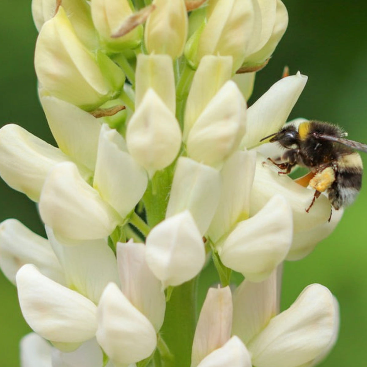 Noble Maiden Lupine Seeds