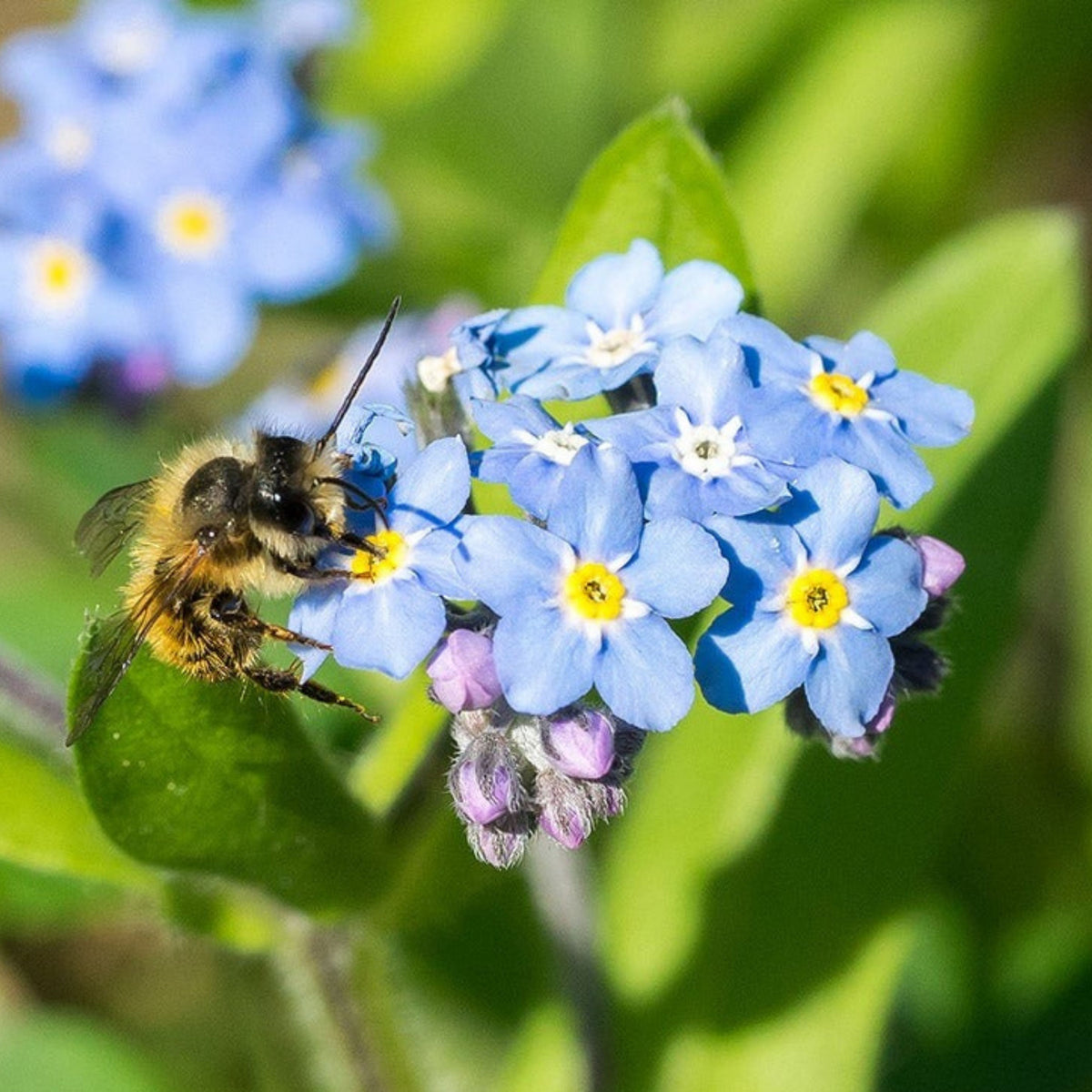 Myosotis (Forget-Me-Not) Seeds - Bee Friendly, Attracts Butterflies
