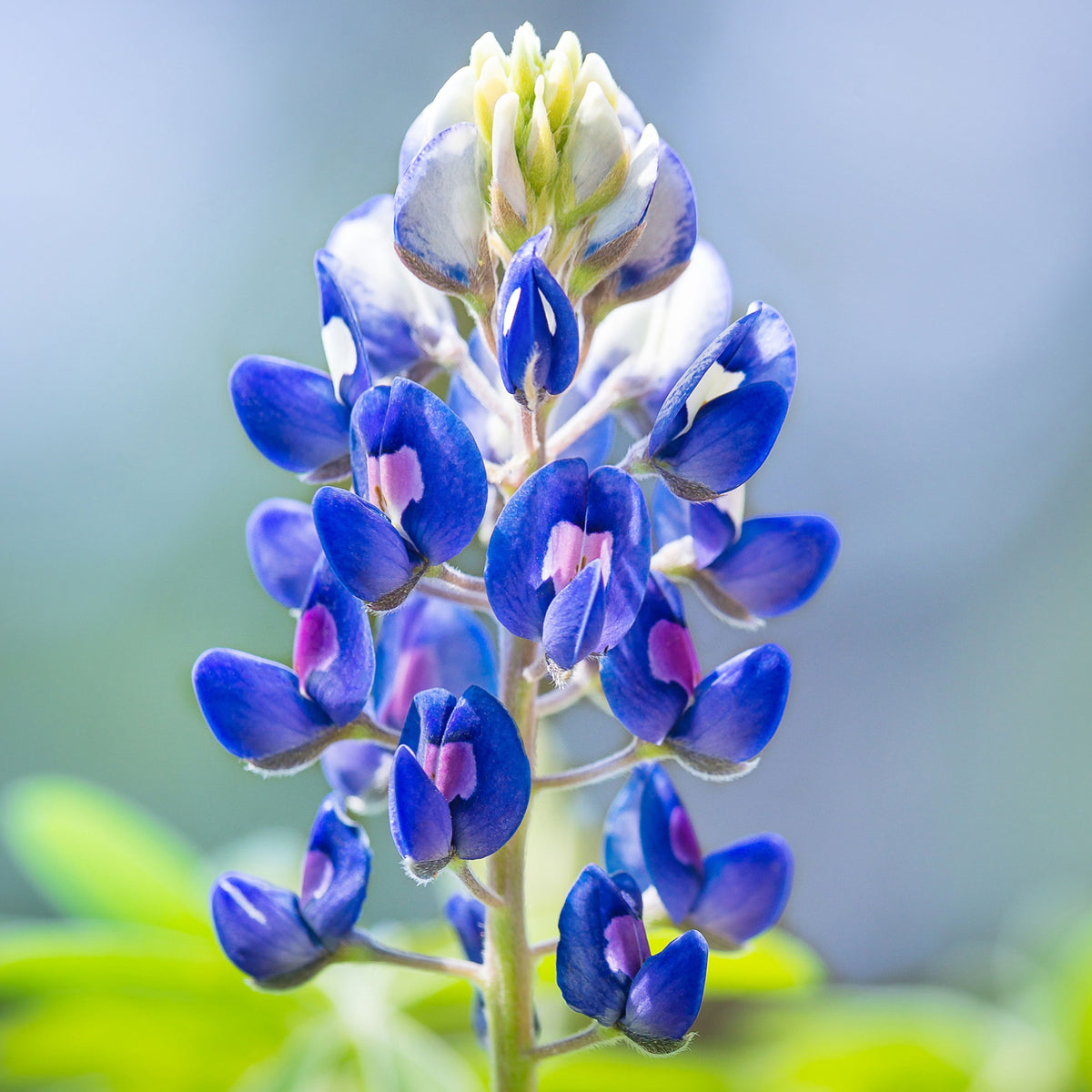 Lupinus Texensis (Texas Bluebonnet) Seeds