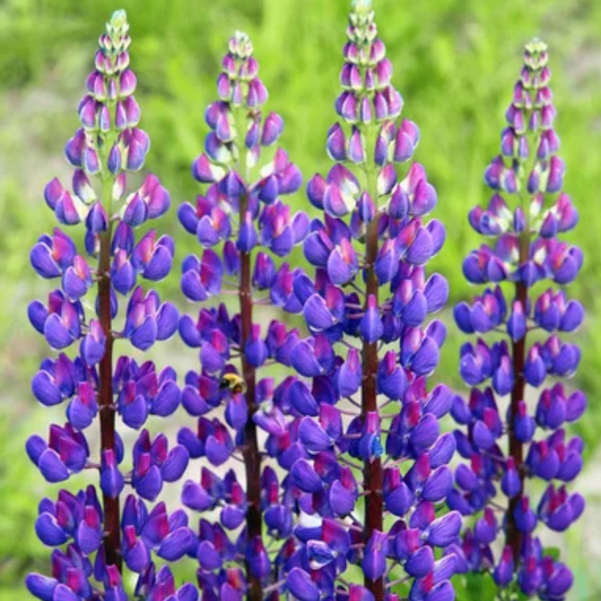 Lupinus Rivularis (Riverbank Lupine) Seeds, Bluebonnet