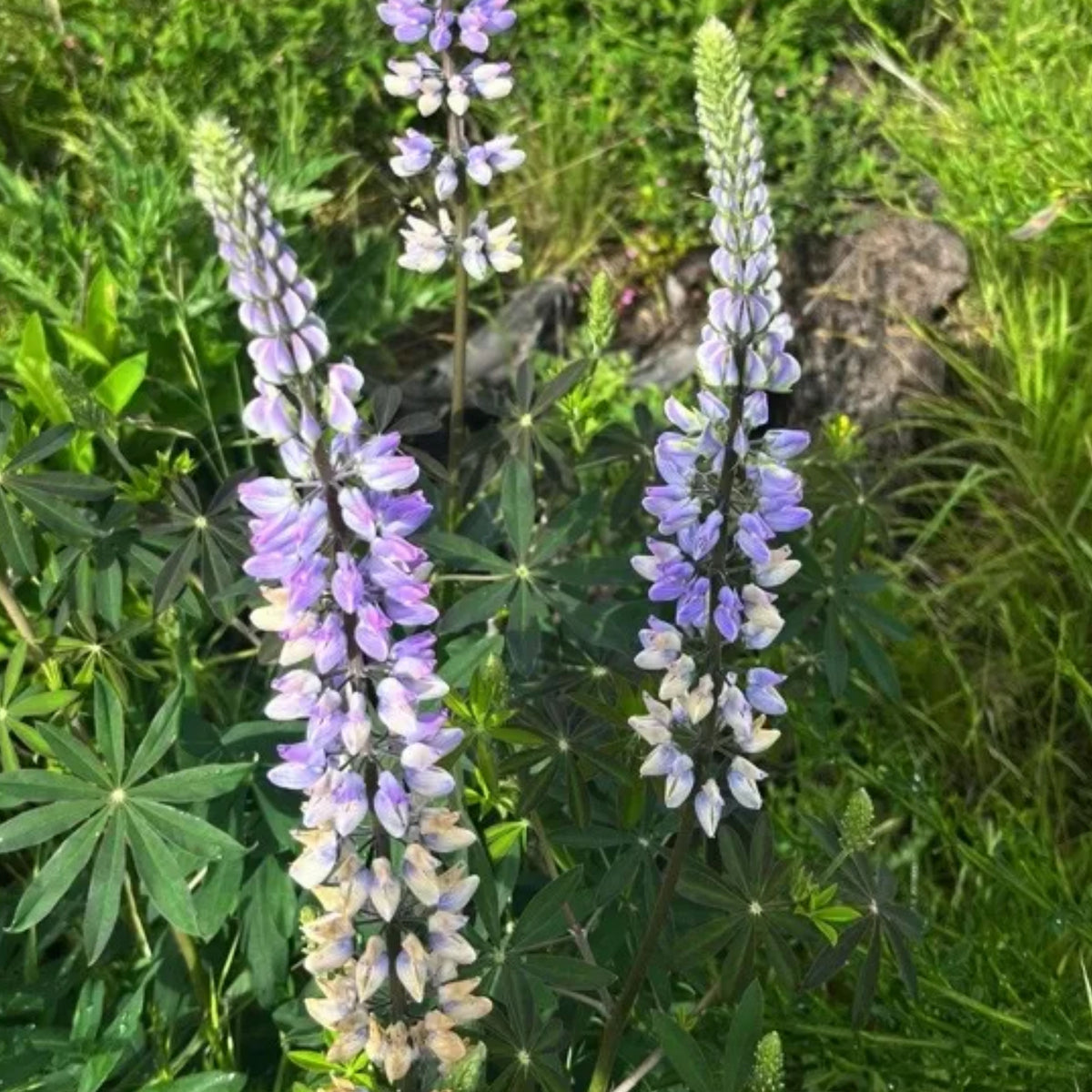 Lupinus Perennis (Wild Lupine) Seeds