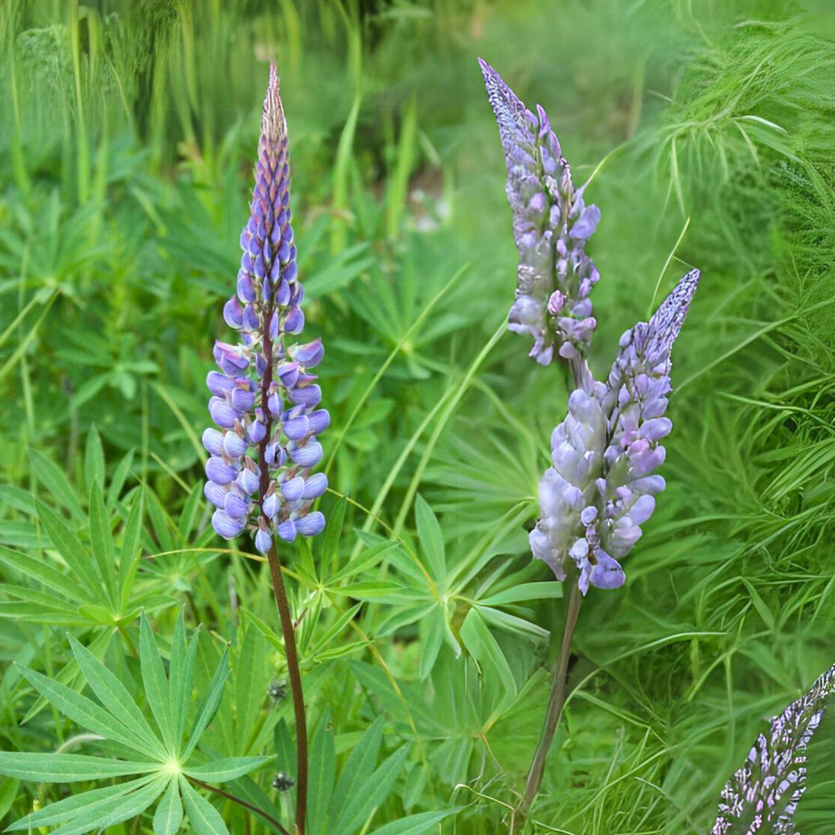 Lupinus Polyphyllus (Bigleaf Lupine) Seeds