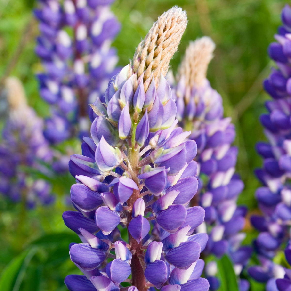Lupinus ‘Purple Swirl’ (Lupine) Seeds