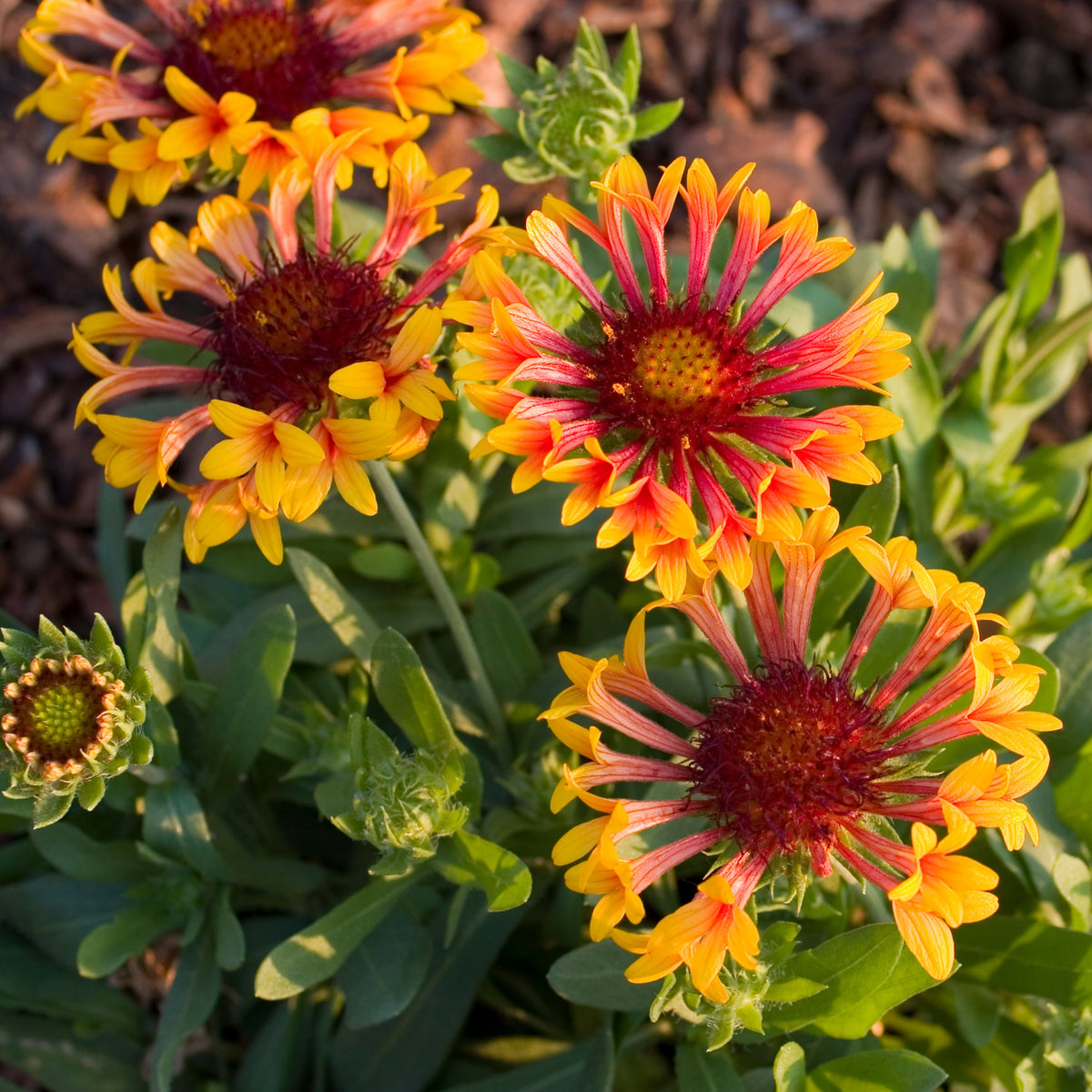 Gaillardia X Grandiflora 'Fanfare' Seeds - Blanket Flower, 20 seeds
