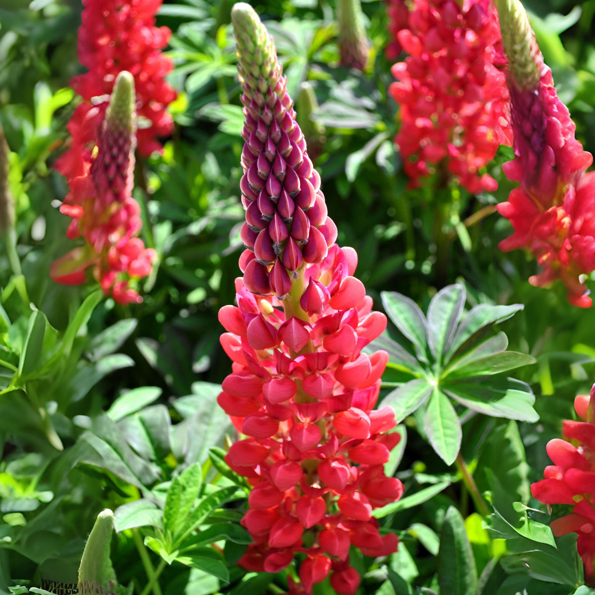 Lupinus ‘Beefeater’ (Lupine) Seeds