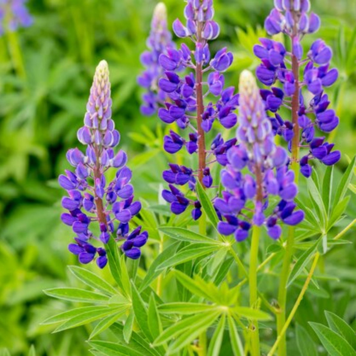 Masterpiece Lupine (Lupinus ‘Masterpiece’) Seeds - Lupine Seeds