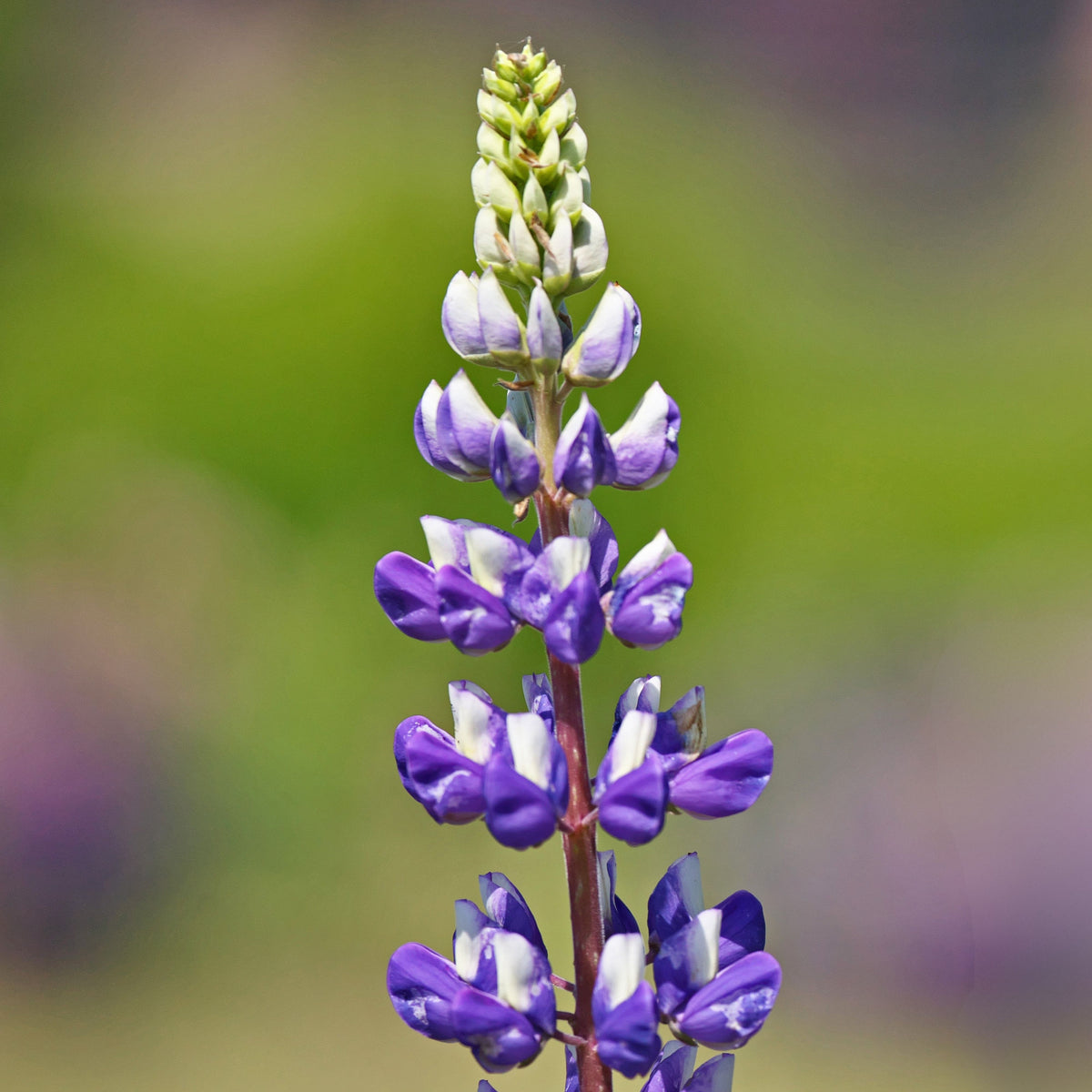Lupinus ‘Purple Swirl’ (Lupine) Seeds
