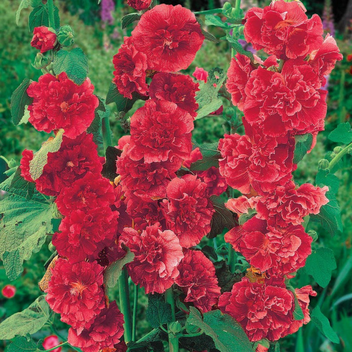 O Hara Hollyhock Seeds - Alcea Rosea Seeds, 20 seeds