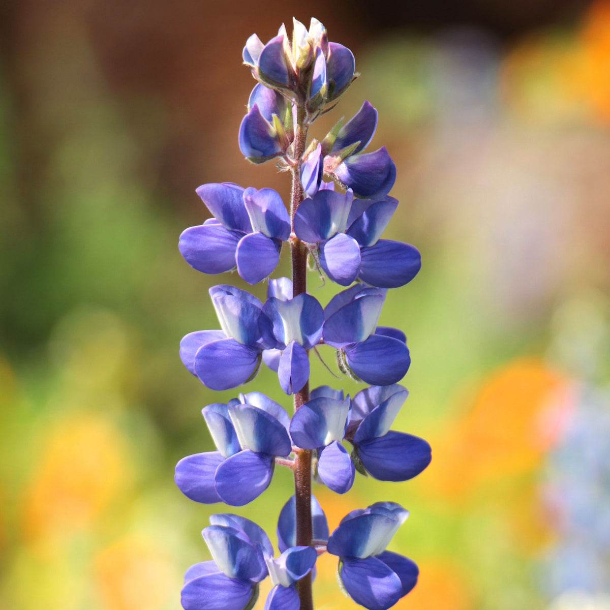 Lupinus Texensis (Texas Bluebonnet) Seeds