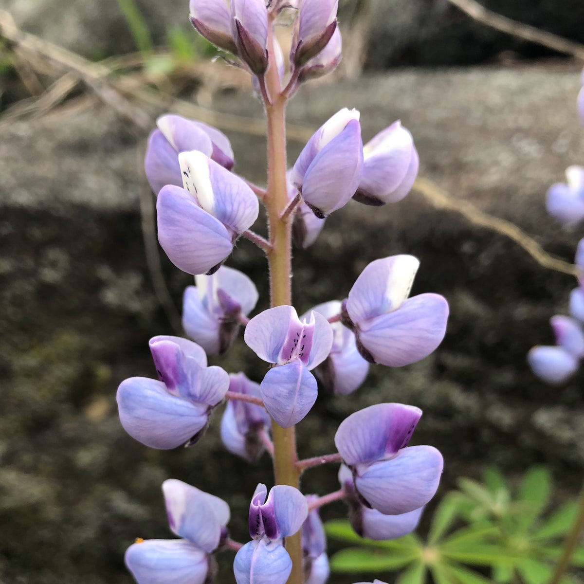 Lupinus Perennis (Wild Lupine) Seeds, Bluebonnet