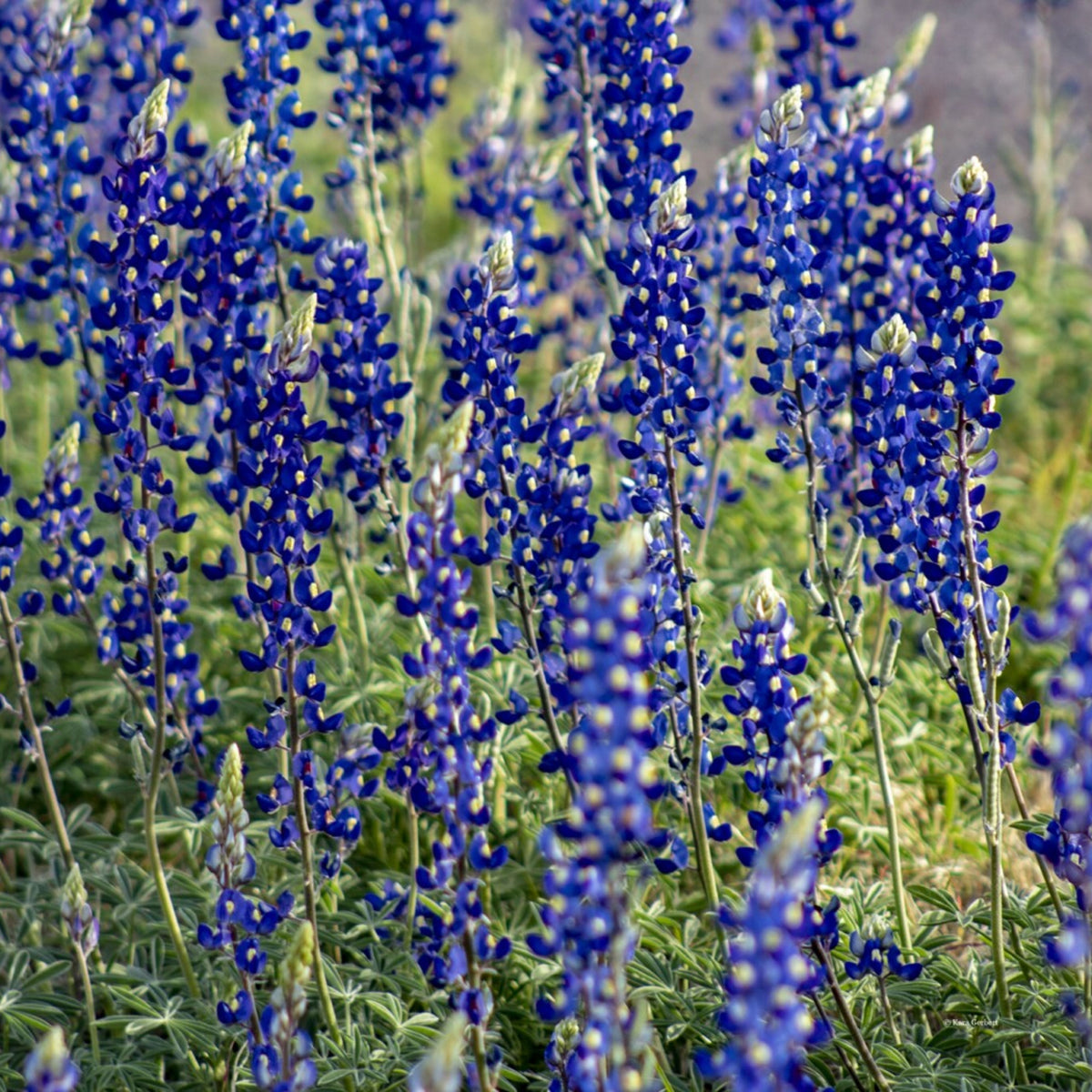 Lupinus Havardii (Big Bend Bluebonnet) Seeds - Lupine Seeds