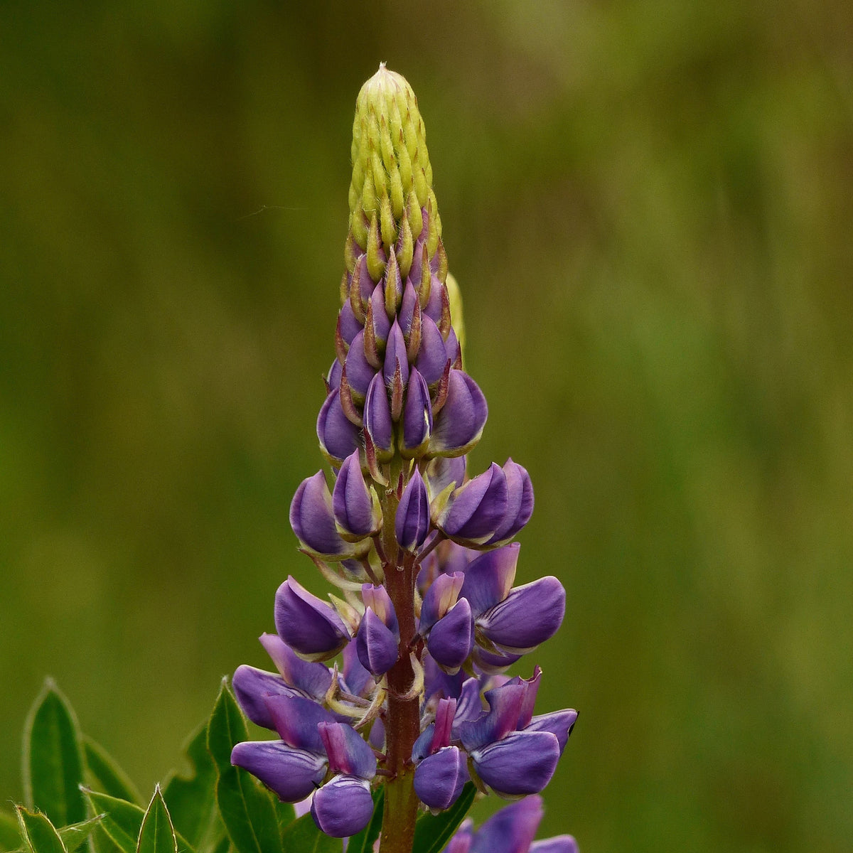 Lupinus Rivularis (Riverbank Lupine) Seeds, Bluebonnet