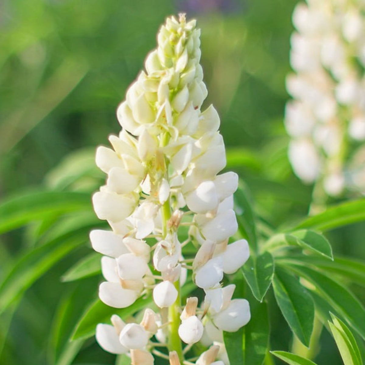 Noble Maiden Lupine Seeds