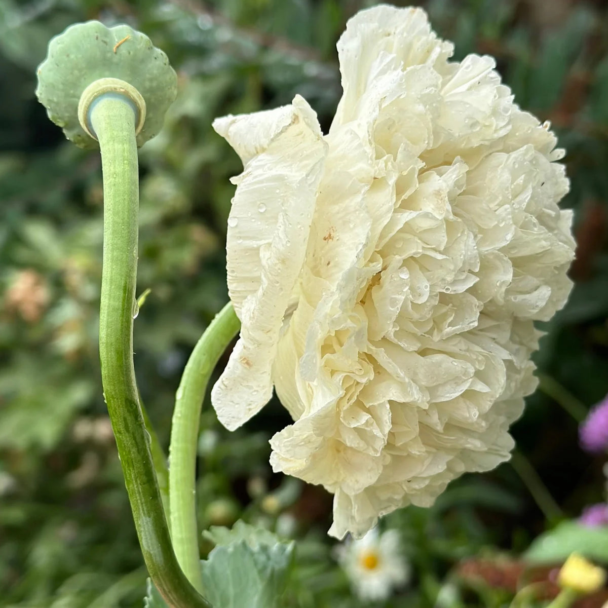 White the Bride Hollyhock Seeds - Alcea Rosea Seeds, 20 seeds