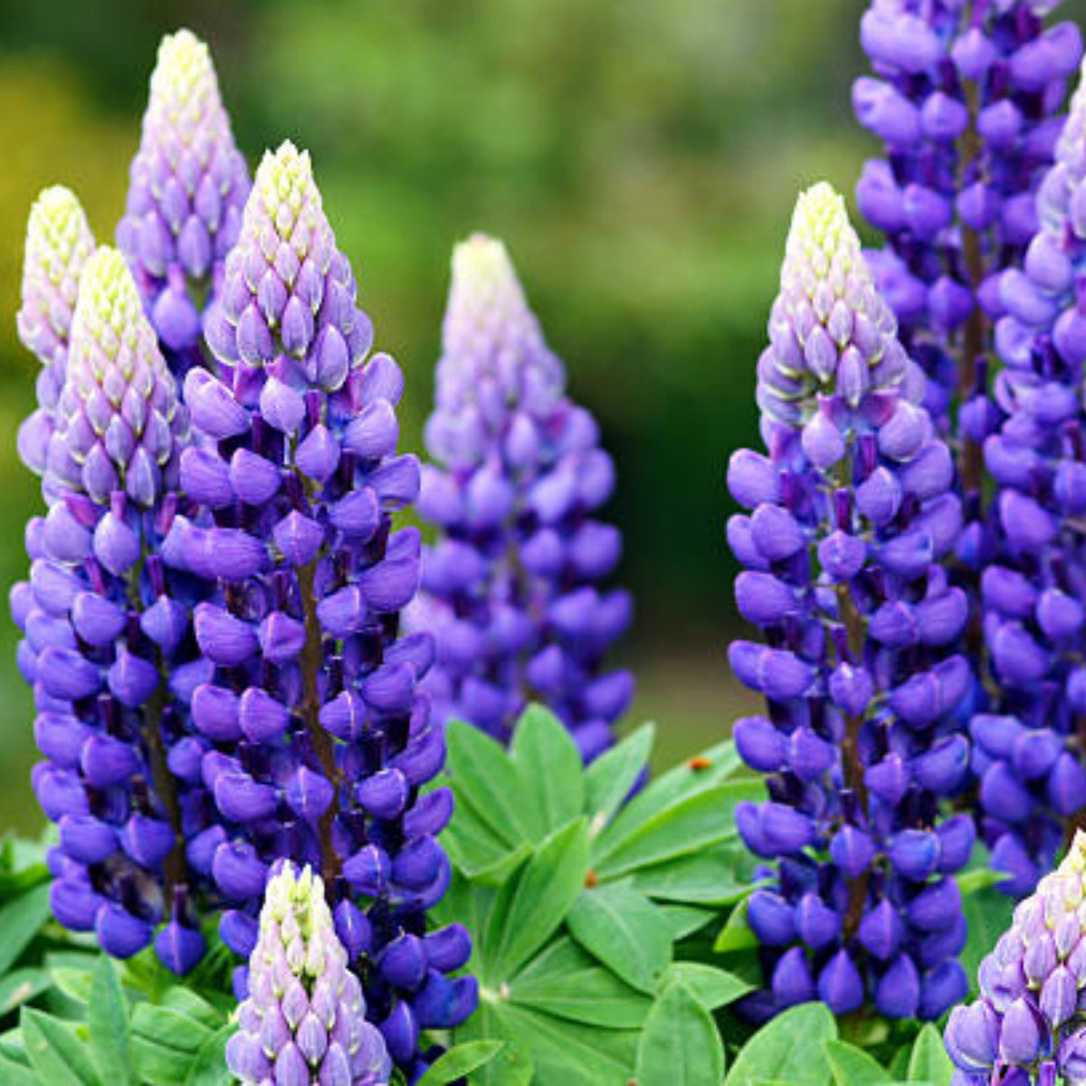 Lupinus Polyphyllus (Bigleaf Lupine) Seeds, Bluebonnet