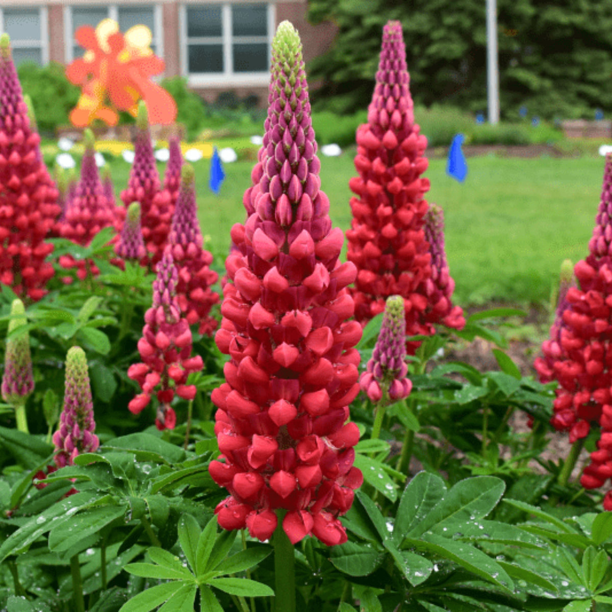 Lupinus ‘Beefeater’ (Lupine) Seeds