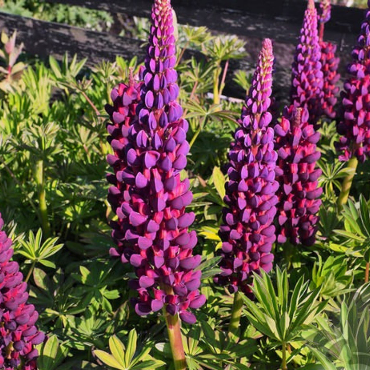 Gallery White Lupine (Lupinus ‘Gallery White’) Seeds - Lupine Seeds