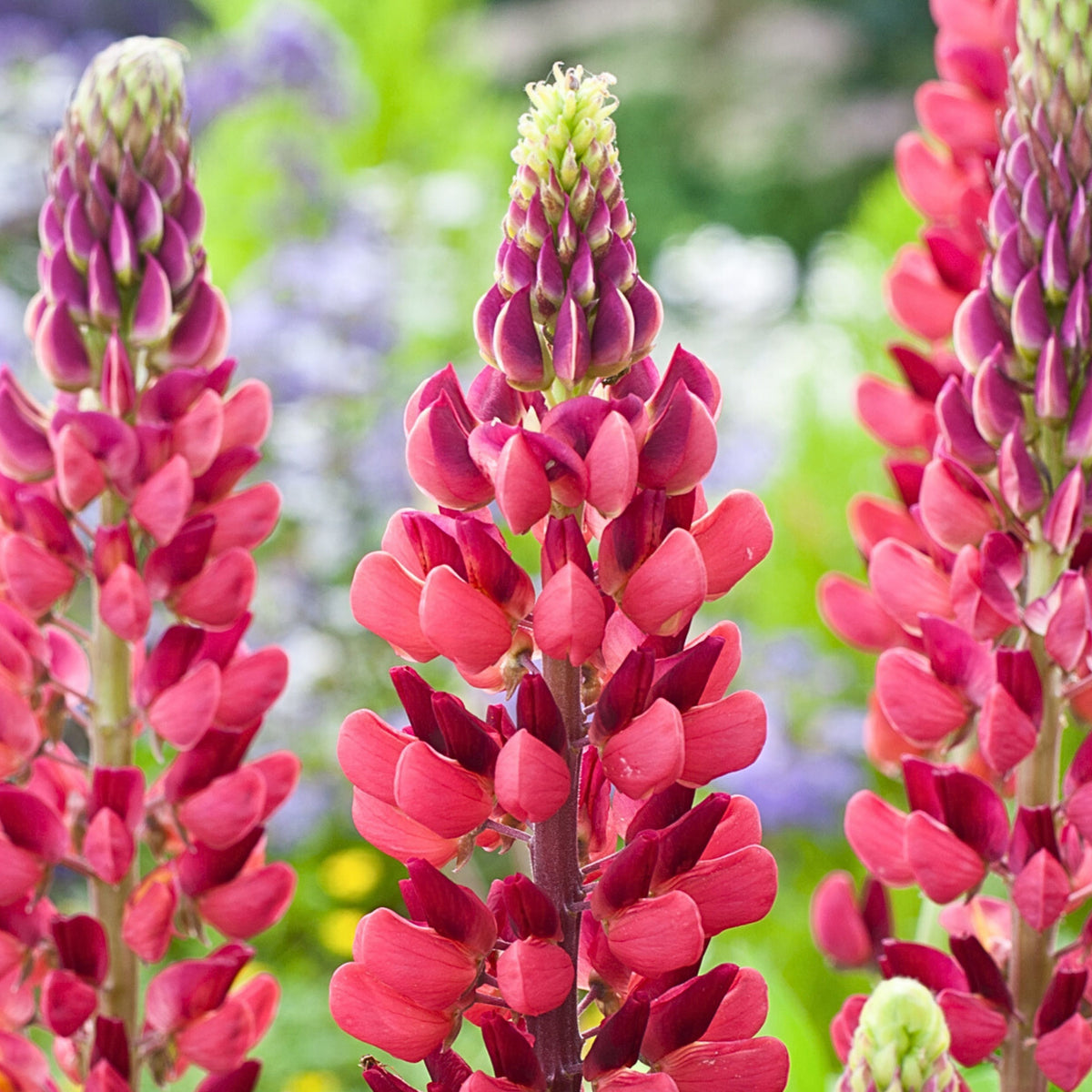 My Castle Lupine Seeds