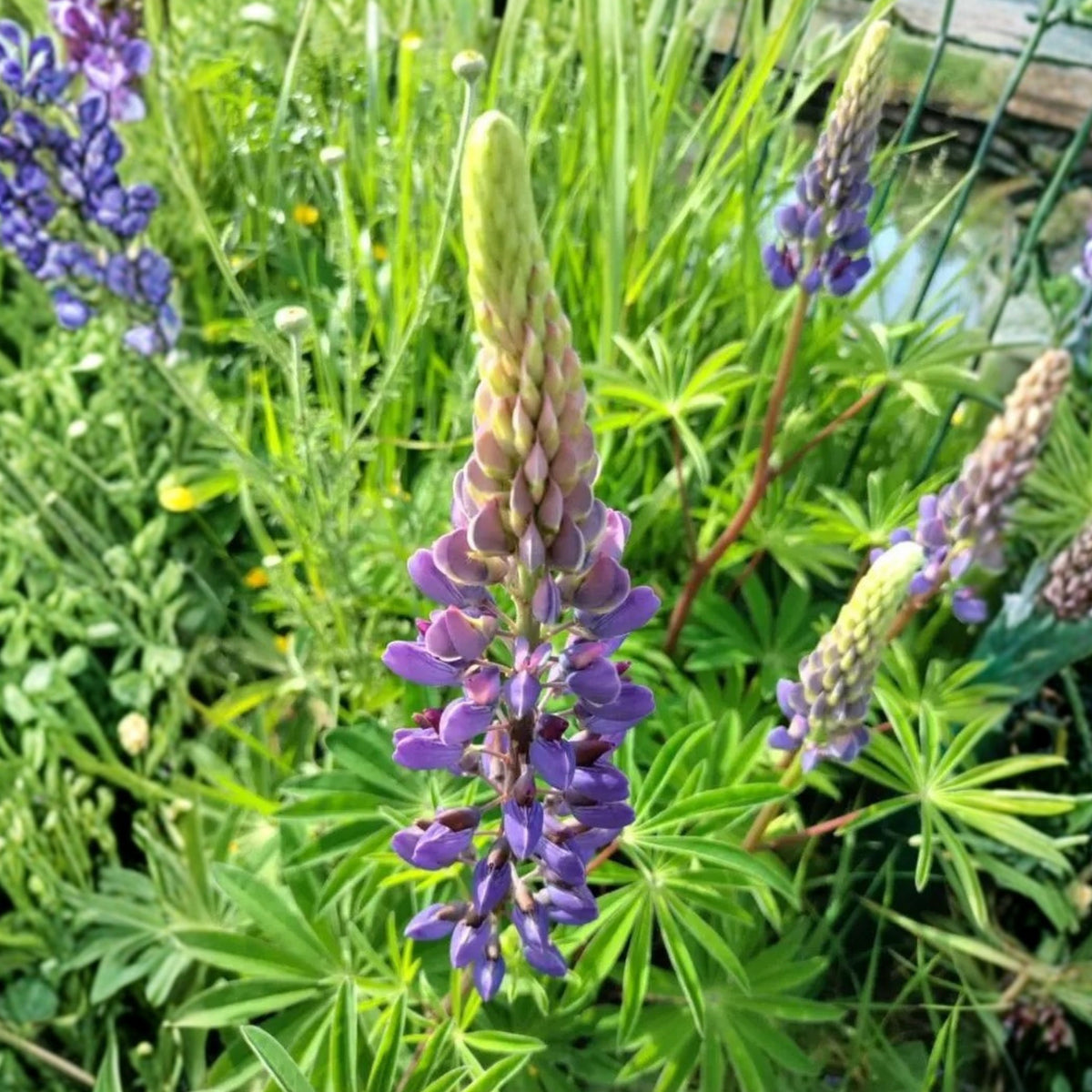 Masterpiece Lupine (Lupinus ‘Masterpiece’) Seeds - Lupine Seeds