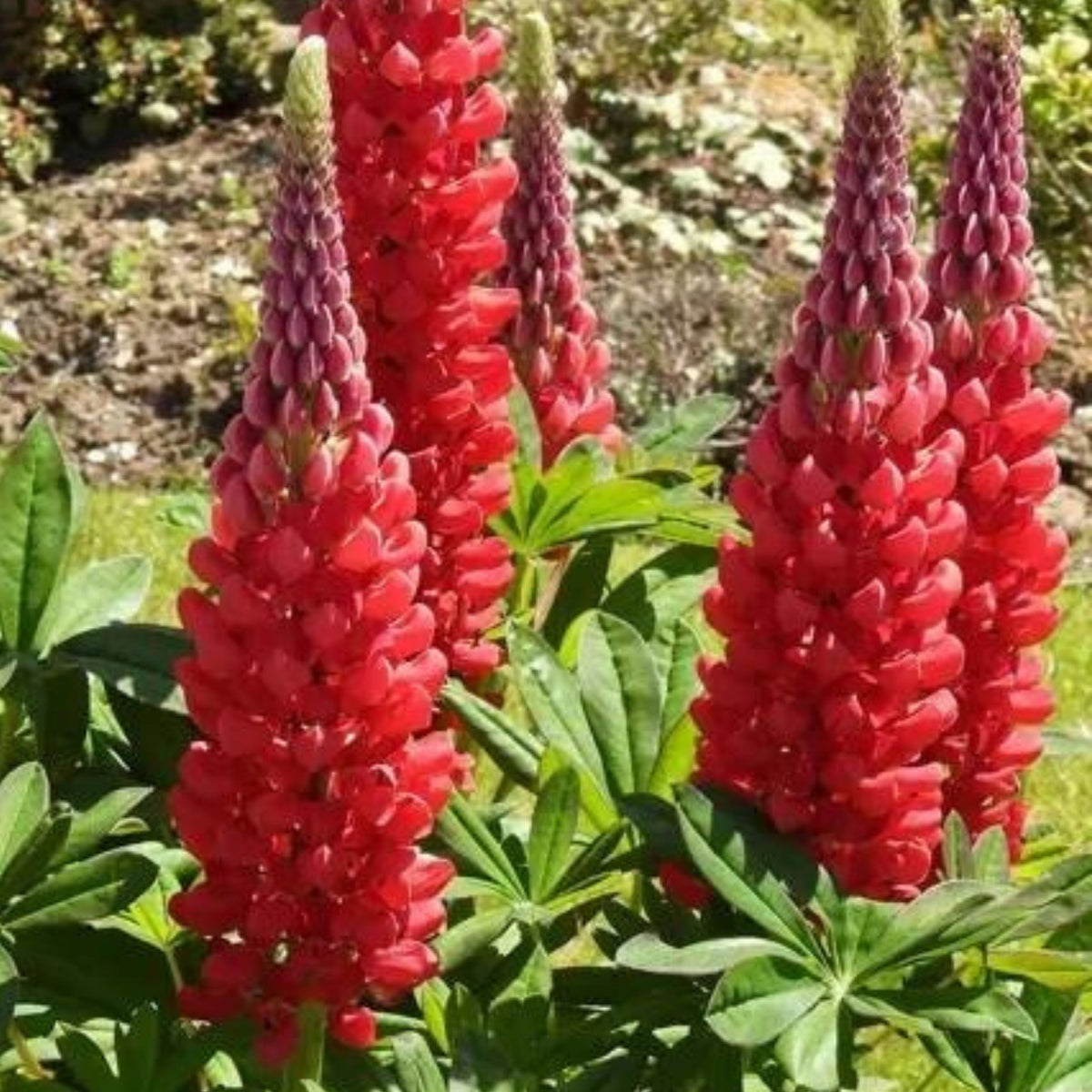 Lupinus ‘Beefeater’ (Lupine) Seeds, Bluebonnet