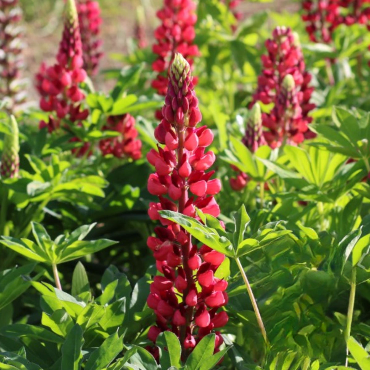 Lupinus Albifrons (Silver Lupine) Seeds