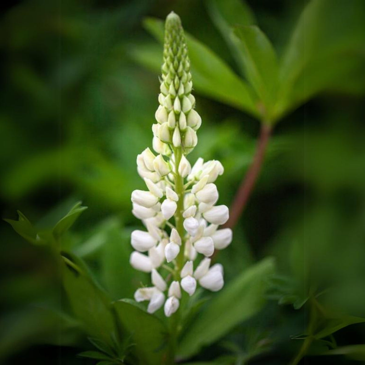 Noble Maiden Lupine Seeds