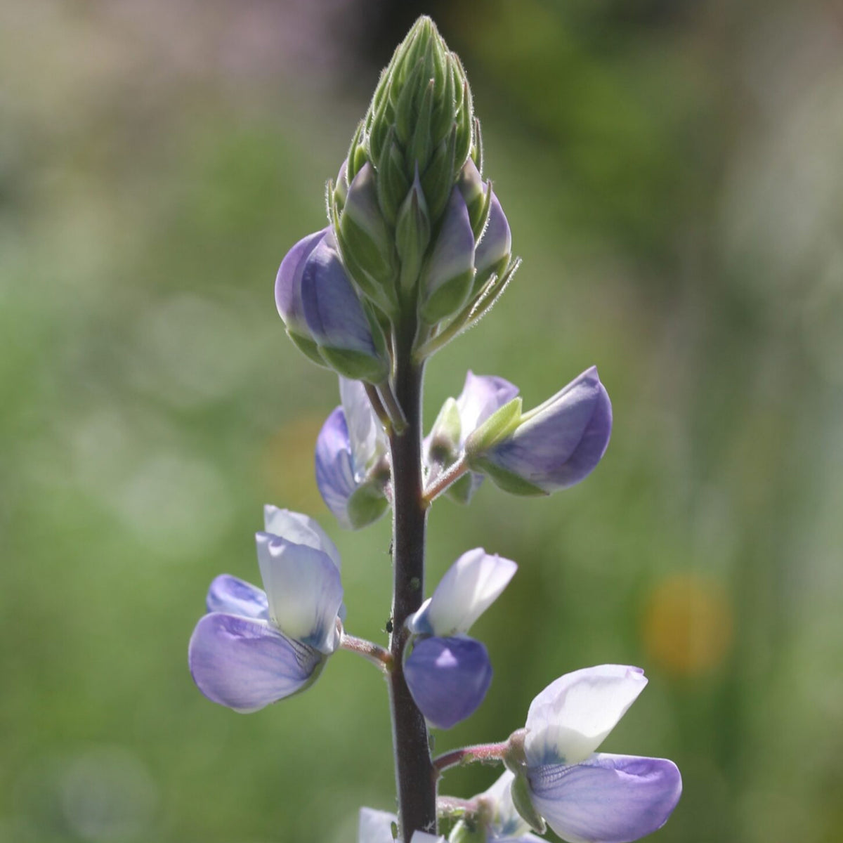 Lupinus Perennis (Wild Lupine) Seeds, Bluebonnet