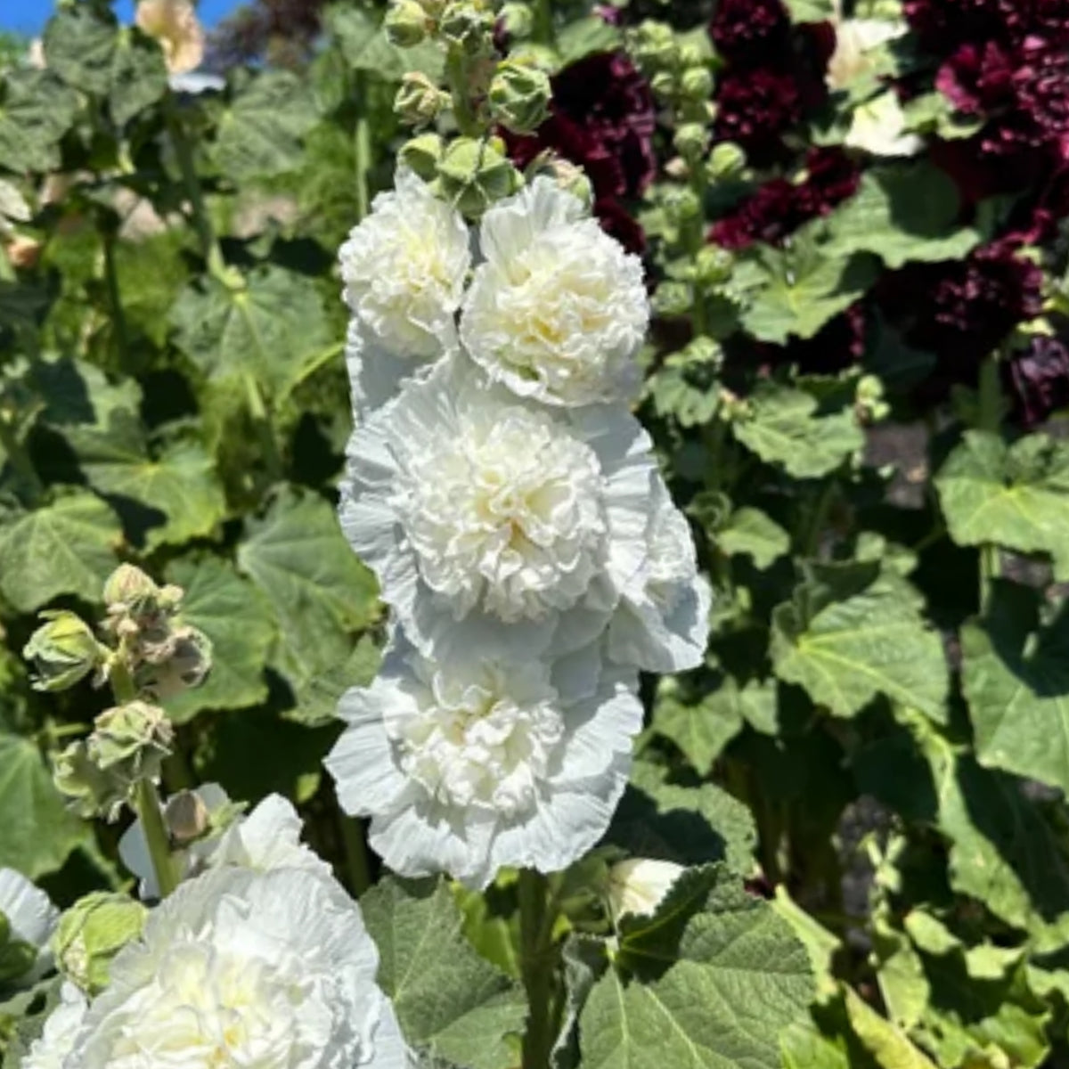 White the Bride Hollyhock Seeds - Alcea Rosea Seeds, 20 seeds