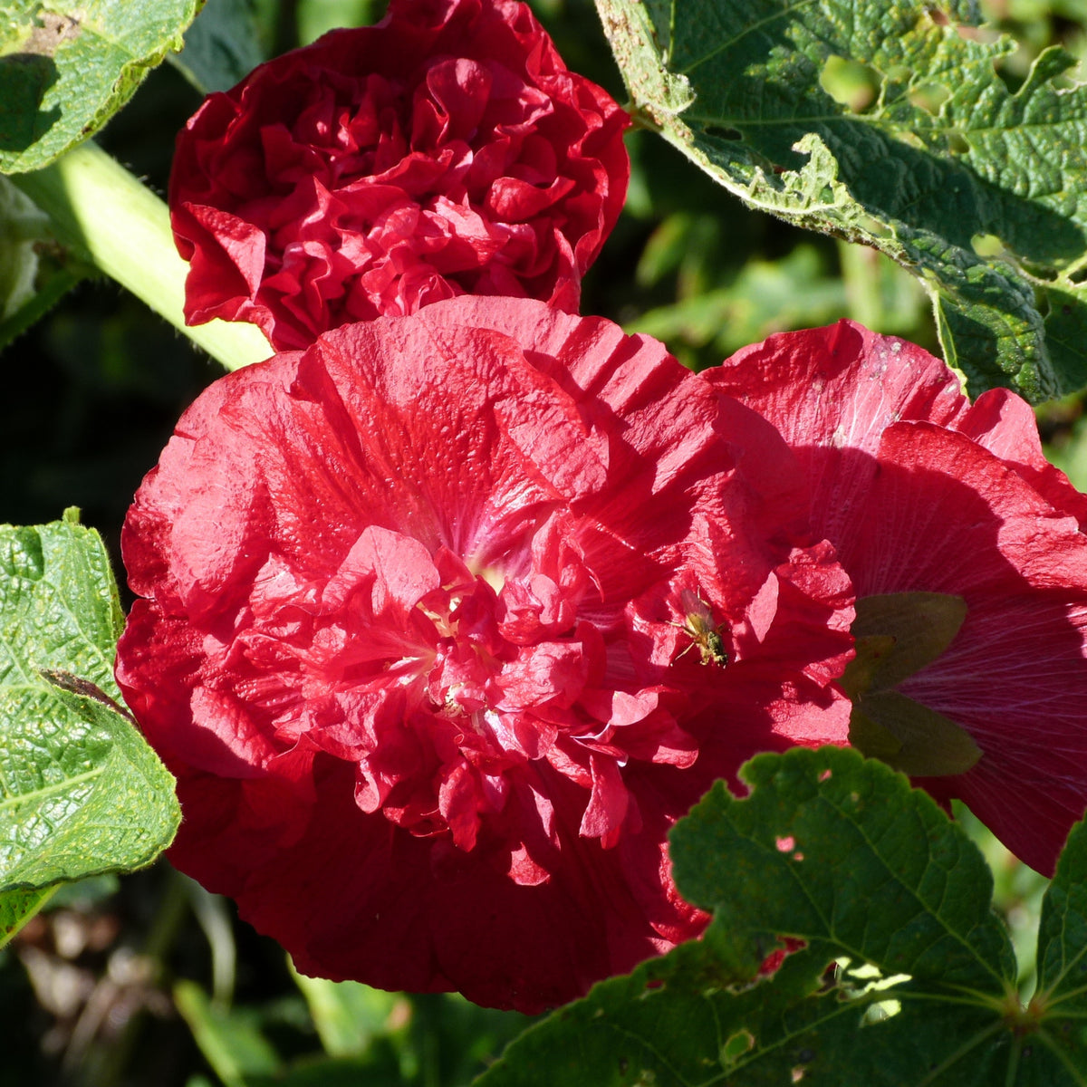 O Hara Hollyhock Seeds - Alcea Rosea Seeds, 20 seeds