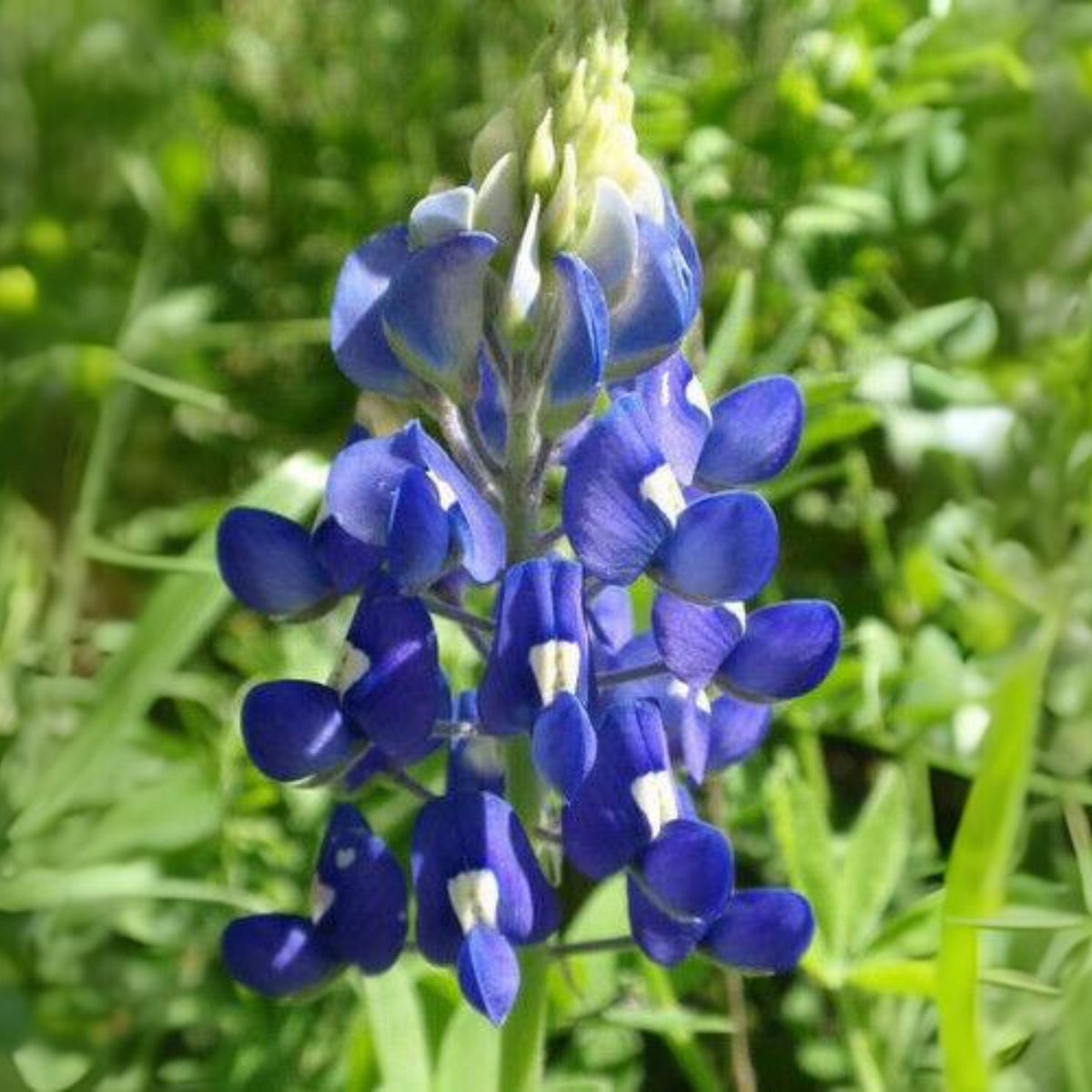 Lupinus Texensis (Texas Bluebonnet) Seeds