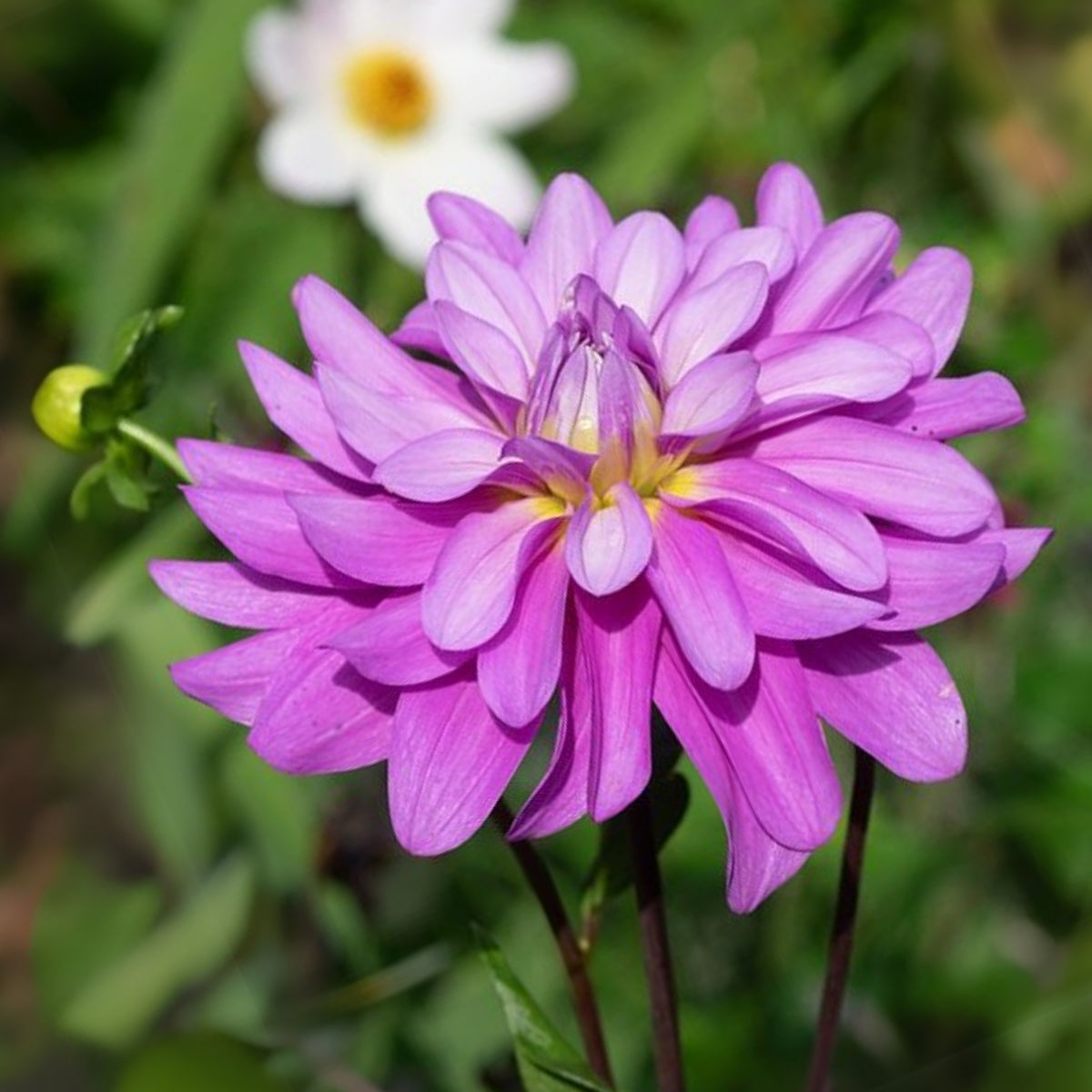 40+ Rare Seeds - Bluetiful Dahlia Seeds, Container