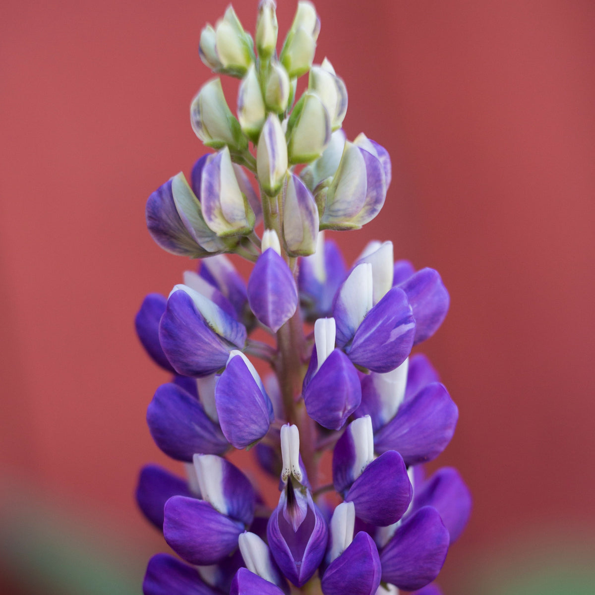 Lupinus ‘Purple Swirl’ (Lupine) Seeds