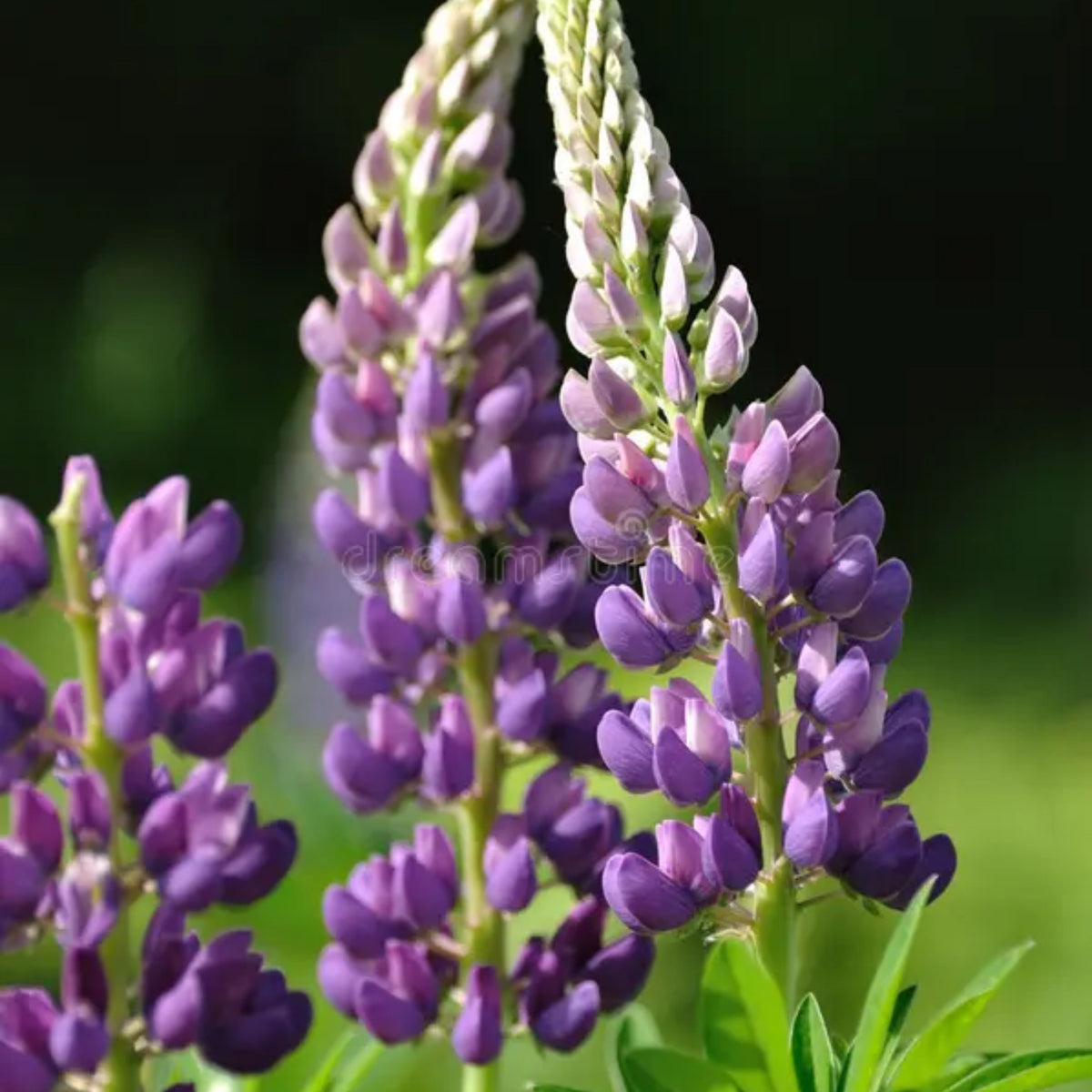 Lupinus Rivularis (Riverbank Lupine) Seeds