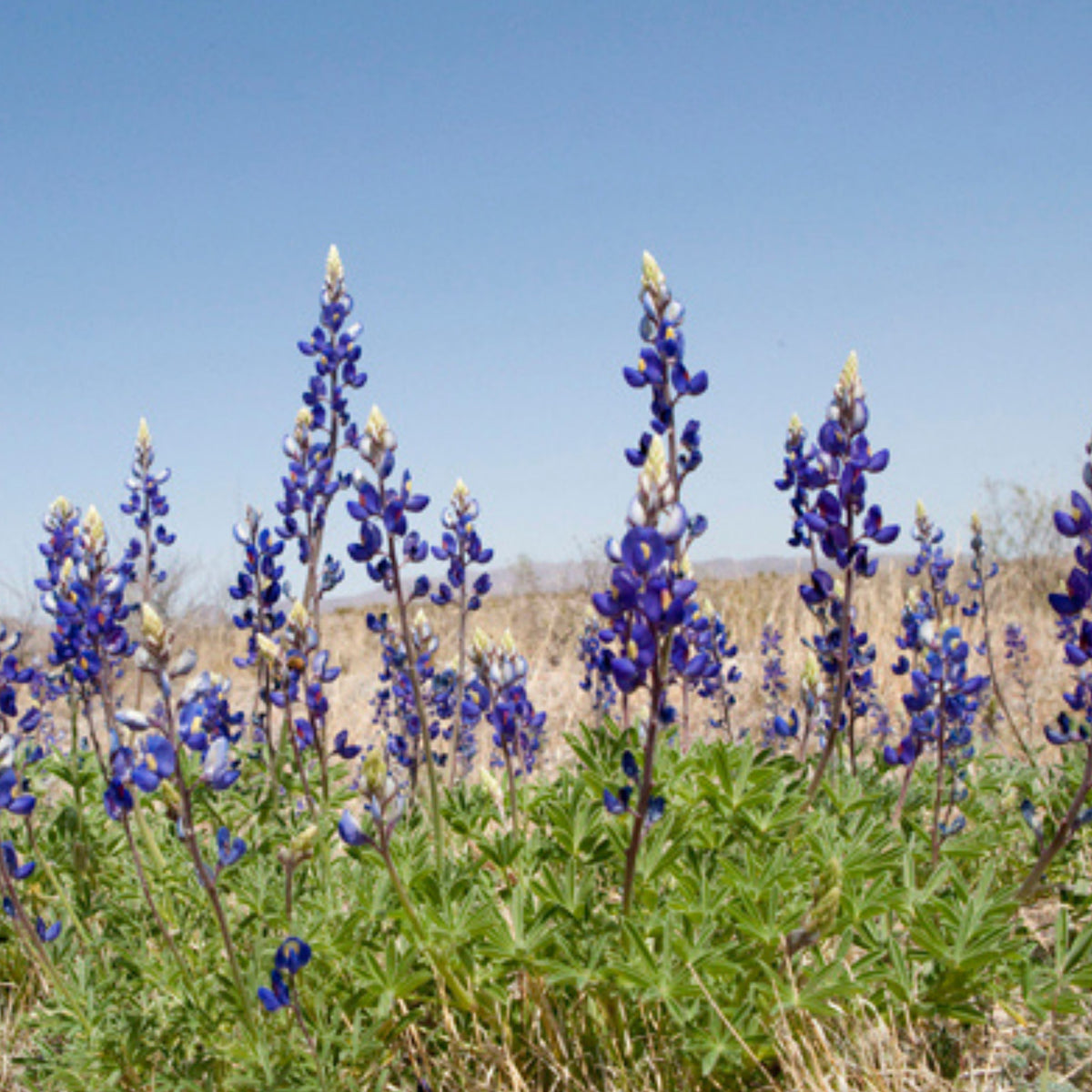Lupinus Havardii (Big Bend Bluebonnet) Seeds - Lupine Seeds